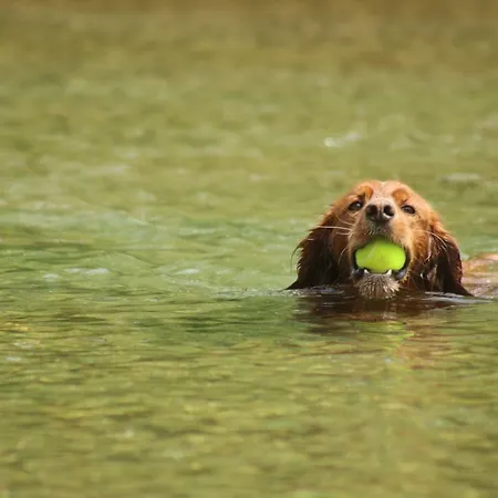 L'ecole D'autrefois בית חווה *